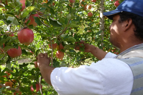 El Gobierno nacional asistirá a productores de peras y manzanas 