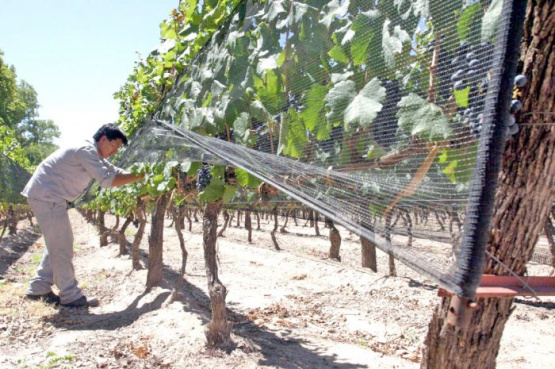 Financiamiento para productores: Mendoza dispone de $365 millones para mitigación del riesgo climático y manejo de recursos hídricos